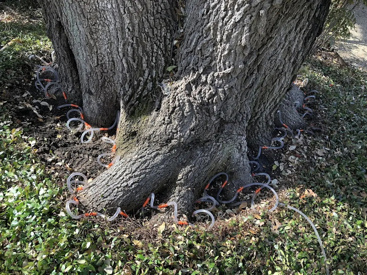 Detailed Tree Cabling and Bracing job site in Laurens