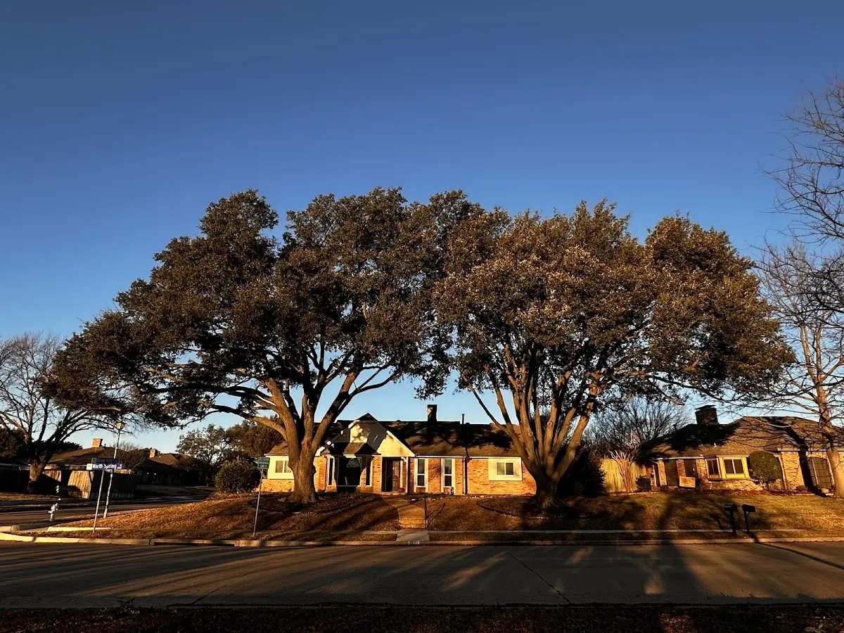 Established residential canopy tree shading a home in Laurens